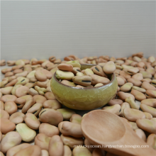 High quality dried broad beans for canned beans with different size